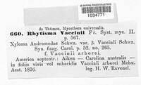 Rhytisma vaccinii image